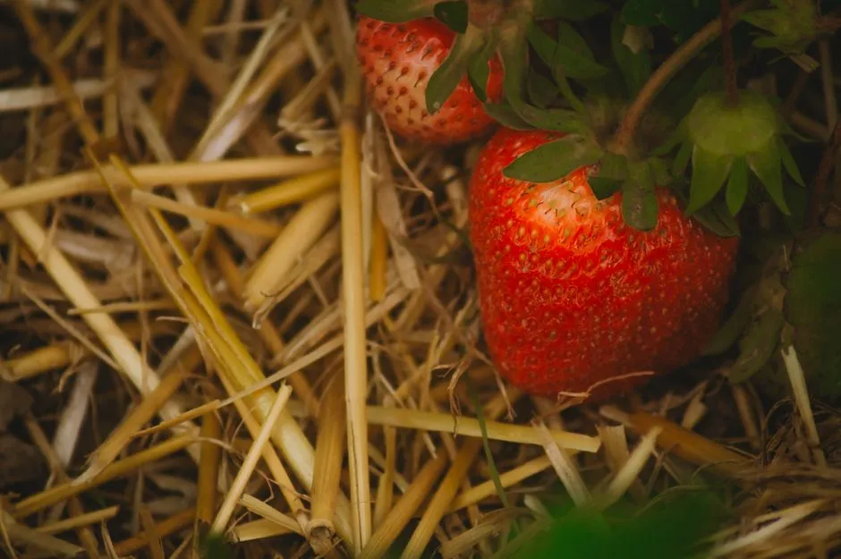 Illustration : Le paillage, l’allié nº1 du potager